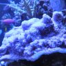 Salty Sea Corals