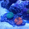 Windy City Reef
