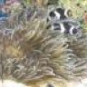 zooid