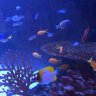 bonesreef