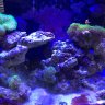 OnTheReef