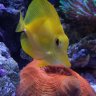 Where_my_fishes_at?