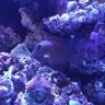 jakesreef