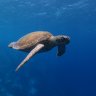 reefless