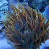 Reefing newbie
