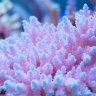 Wayne's Reef