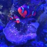 Havens_Reef_Aquarium