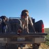 Wirehair