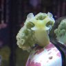 zonatus