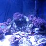 SeaLifer