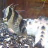 Pugfishluv3