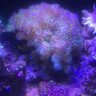 reefcollie