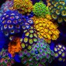 The Coral Garden