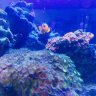SergeantCoral