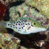 Toby The Puffer
