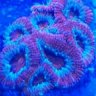 someone6reef