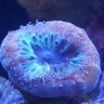 Aquaboys