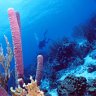 UltraReef
