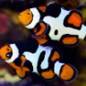 ReefMeef