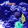 UpstateReef