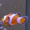 wadew