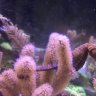 crseahorse