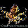 Blue Spot Octopus