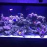 Nelson90g