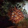 InvertEnvy