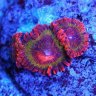 ALs FLorida Corals