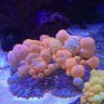 reefmagic
