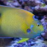 Keith 210 reef