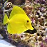 LNRcoral0926