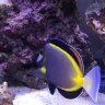 ReefStick
