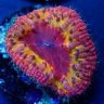 DeepEndReef