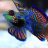 YooperReef