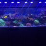 Skimz DB4 – Space-Saving Dosing Liquid storage Containers « Skimz – Reef  Aquarium Blog
