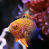 Micksfish