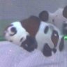 Clownfish R Us