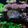 RiceReef2