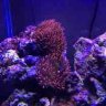 CypressReef