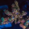 SM_Reef