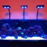 Reef 450
