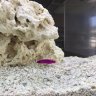 MauiMarineAquarium (MMA)