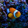 MapleReef