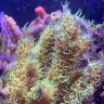 chromis