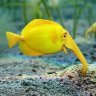 Fish E