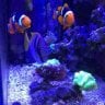 nano24Clownfish