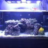 VincesReef