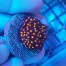 cuba steve